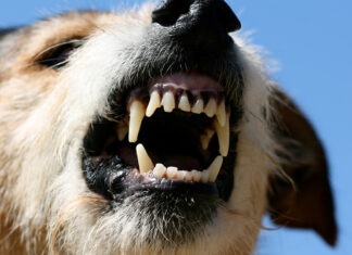 Some pharmacists can now protect travellers against rabies