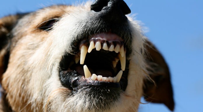 Some pharmacists can now protect travellers against rabies