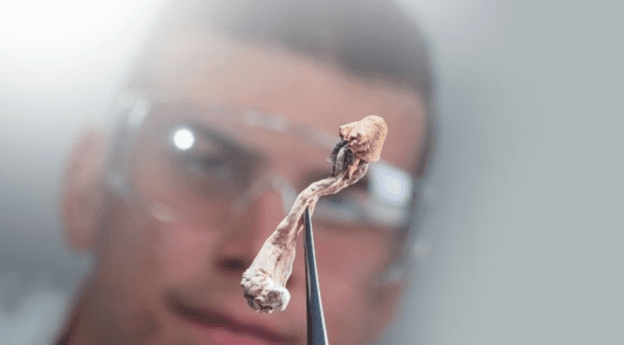 The therapeutic potential of psychedelics