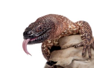 Gila monster saliva for Parkinson’s disease Parkinson’s disease