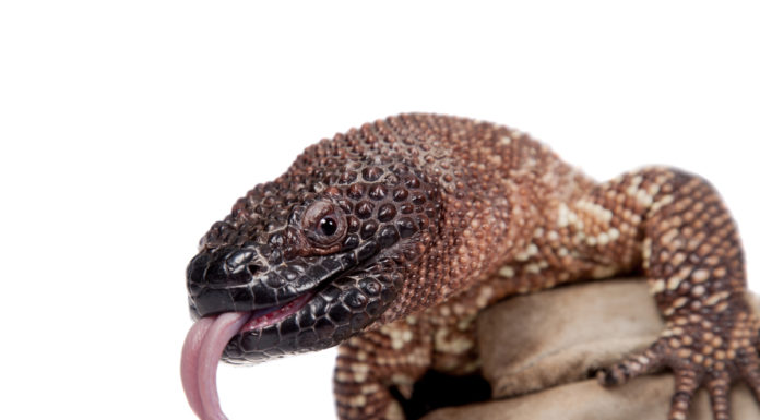 Gila monster saliva for Parkinson’s disease Parkinson’s disease