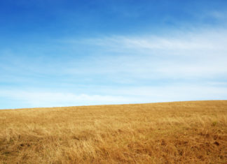 Going bush: rewards of rural pharmacy rural pharmacy