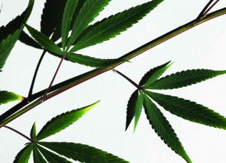 Current evidence for medicinal cannabis