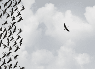 Decoding the lure of the bush