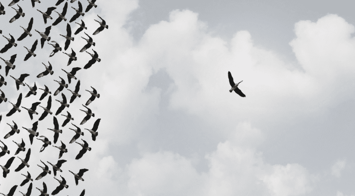 Decoding the lure of the bush