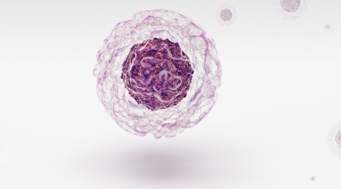 Verapamil for type 1 diabetes