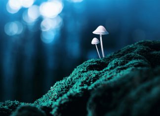 Will pharmacists soon be dispensing psychedelic medicines? magic mushrooms