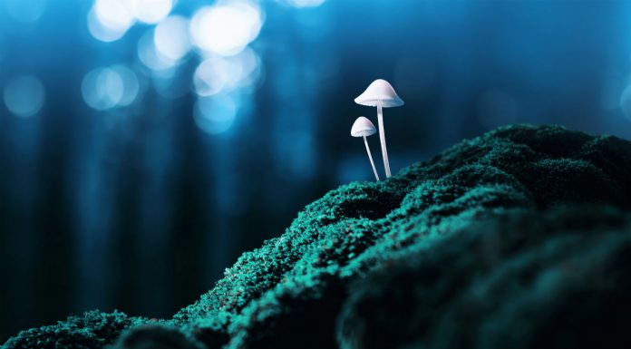 How psilocybin can help terminally ill patients magic mushrooms