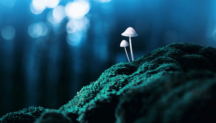 WEB_mushrooms magic mushrooms