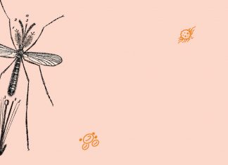 A bitter pill to beat malaria Quinine