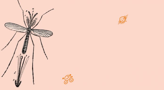 A bitter pill to beat malaria Quinine