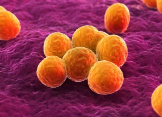 The rise of community-associated golden staph infections S. aureus