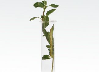 Choosing wisely: Homeopathy homeopathy