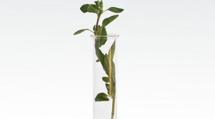 Choosing wisely: Homeopathy homeopathy