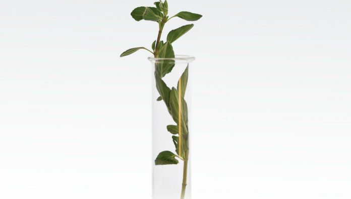 16-17_PSA15__CHOOSE homeopathy