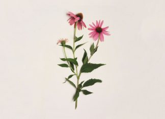 Choosing wisely: Complementary medicines Complementary medicines