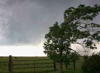 Thunderstorm asthma in spring NAC