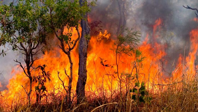 bushfire-psa-feature