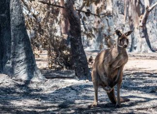 Pharmacy services in bushfire crises Photo: Sean McGowan