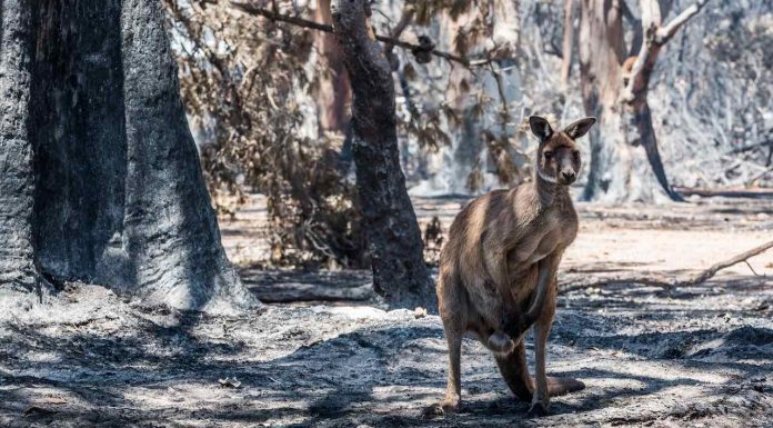 Pharmacy services in bushfire crises Photo: Sean McGowan