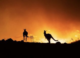 The impact of air pollution