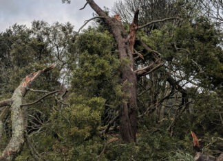 Pharmacists go above and beyond as Victorian storm leads to weeks without power Thousands of residents continue to be left without electricity or running water after a Victorian storm.