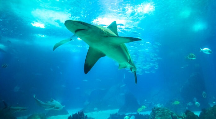 Winners and grinners at Pharmacy Shark Tank