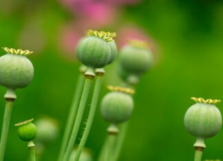 A short history of opium