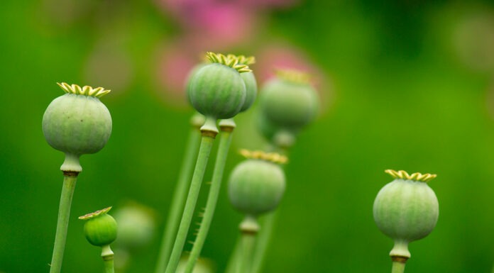 A short history of opium