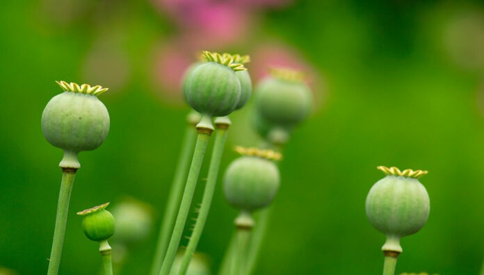 elixir-opium-feature