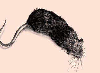 Strychnine: From murder mysteries to rat bait