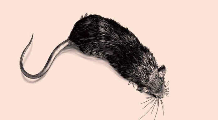 Strychnine: From murder mysteries to rat bait