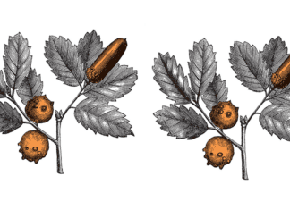 Tannic acid: The long-time player in medicine