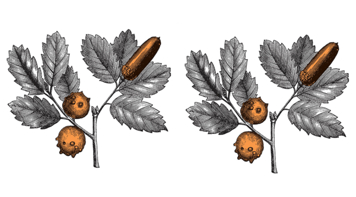 Tannic acid: The long-time player in medicine