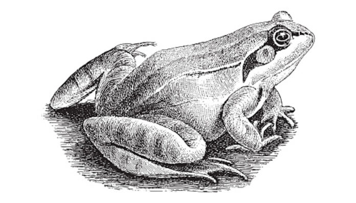 illustration from Meyers Konversations-Lexikon 1897