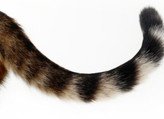 ‘I don’t have a script. Can I have an emergency supply of gabapentin for my cat?’