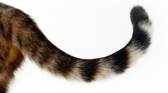 ‘I don’t have a script. Can I have an emergency supply of gabapentin for my cat?’