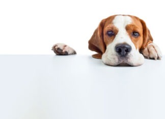 Can I get some Chlorsig for my dog’s eyes?