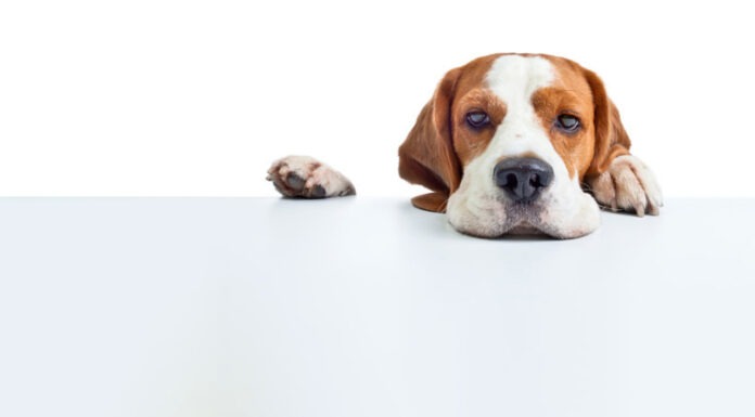 Can I get some Chlorsig for my dog’s eyes?