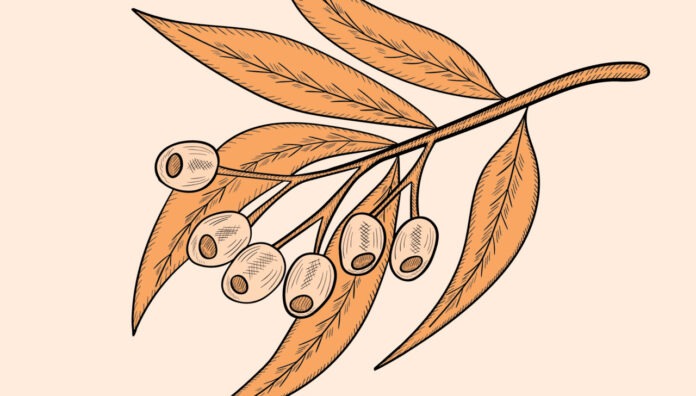 eucalyptus-oil-elixirs