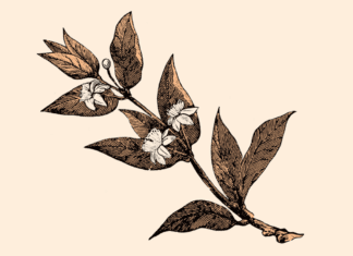 Ancient seed, Hippocrates and the TGA have what in common? Myrrh